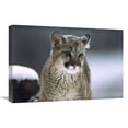 thumbnail image 1 of 16 x 24 in. Mountain Lion Cub in Snow, Montana Art Print - Tim Fitzharris, 1 of 1