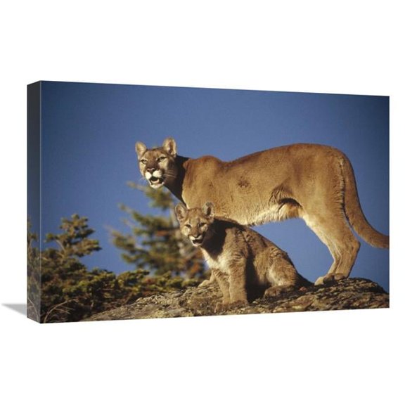 16 x 24 in. Mountain Lion or Cougar Mother with Kitten, North America, Captive Animal Art Print - Tim Fitzharris