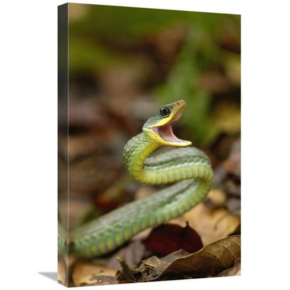 16 x 24 in. Mountain Sipo Defensive Posture, Mindo Cloud Forest, Ecuador Art Print - Pete Oxford