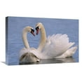 thumbnail image 1 of 16 x 24 in. Mute Swan Pair Courting, Europe Art Print - Flip De Nooyer, 1 of 1