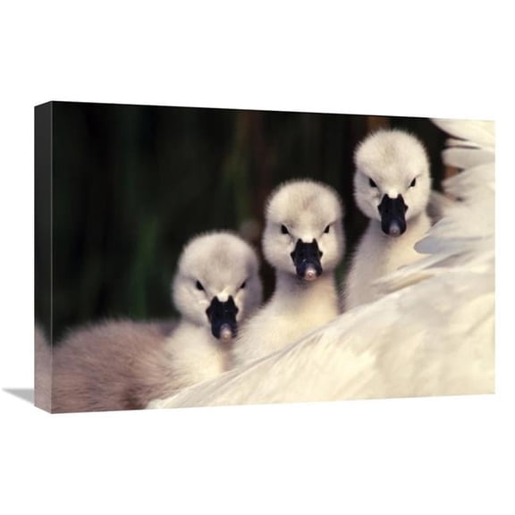 16 x 24 in. Mute Swans Three Cygnets on Parents Back, Europe Art Print - Flip De Nooyer