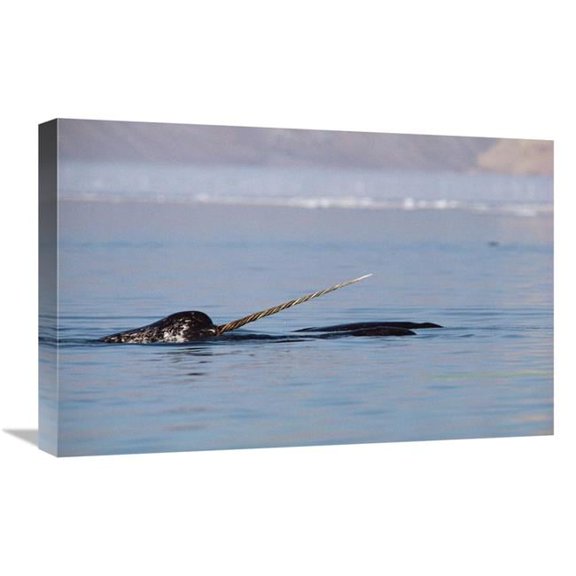 16 x 24 in. Narwhal Male Surfacing, Baffin Island, Nunavut, Canada Art Print - Flip Nicklin