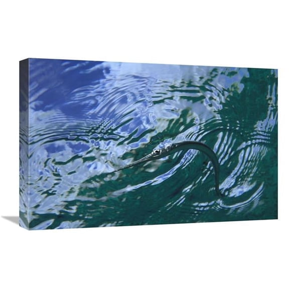 16 x 24 in. Needlefish on Water Surface, Bonaire, Netherland Antilles Art Print - Flip Nicklin