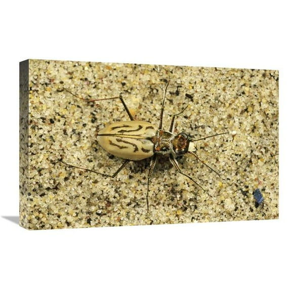 16 x 24 in. Northern Beach Tiger Beetle, Marthas VIneyard, Massachusetts Art Print - Mark Moffett