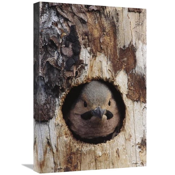 16 x 24 in. Northern Flicker Woodpecker in Nest Cavity, Slana, Alaska Art Print - Michael Quinton