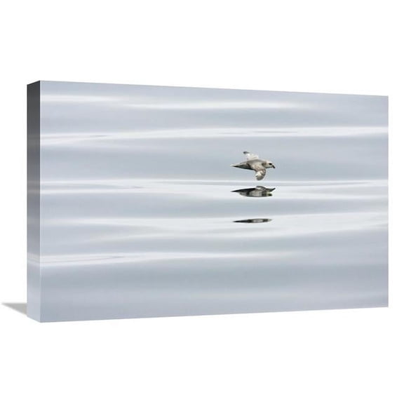 16 x 24 in. Northern Fulmar Flying Low Over Water, Spitsbergen, Norway Art Print - Konrad Wothe