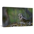 thumbnail image 1 of 16 x 24 in. Northern Hawk Owl Feeding on Prey, Slana, Alaska Art Print - Michael Quinton, 1 of 1
