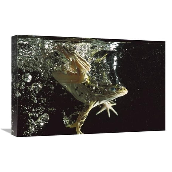 16 x 24 in. Northern Leopard Frog Jumping Into Water, Native to North America Art Print - Heidi And Hans-Juergen Koch