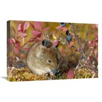 16 x 24 in. Northern Red-Backed Vole Feeding on Berries in the Fall, Alaska Art Print - Michael Quinton