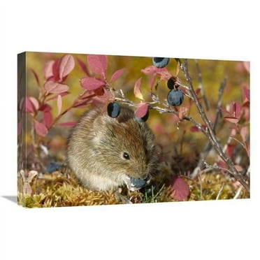 16 x 24 in. Northern Red-Backed Vole Feeding on Berries in the Fall, Alaska Art Print - Michael Quinton