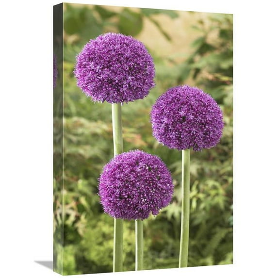 16 x 24 in. Onion Ambassador Variety Flowers Art Print - Visionspictures