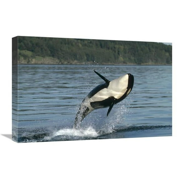 16 x 24 in. Orca Breaching Along the Inside Passage, Alaska Art Print - Gerry Ellis