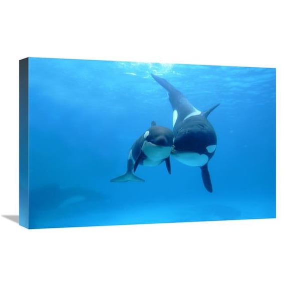 16 x 24 in. Orca Mother & Newborn Baby, Sea World, Kamogawa, Japan Art Print - Hiroya Minakuchi