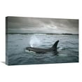 thumbnail image 1 of 16 x 24 in. Orca, Santa Cruz Island, Galapagos Islands, Ecuador Art Print - Tui De Roy, 1 of 1