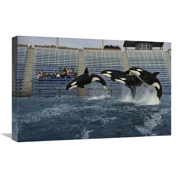 16 x 24 in. Orca Trio Jumping, Sea World, San Diego, California Art Print - Flip Nicklin
