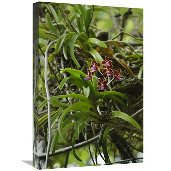 16 x 24 in. Orchid Flowers, Nusa Tenggara, Indonesia Art Print - Chien Lee