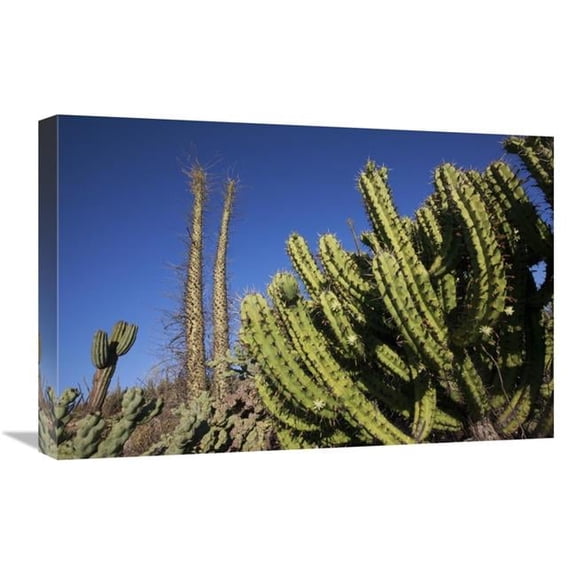 16 x 24 in. Organ Pipe Cactus, El VIzcaino Biosphere Reserve, Mexico Art Print - Cyril Ruoso