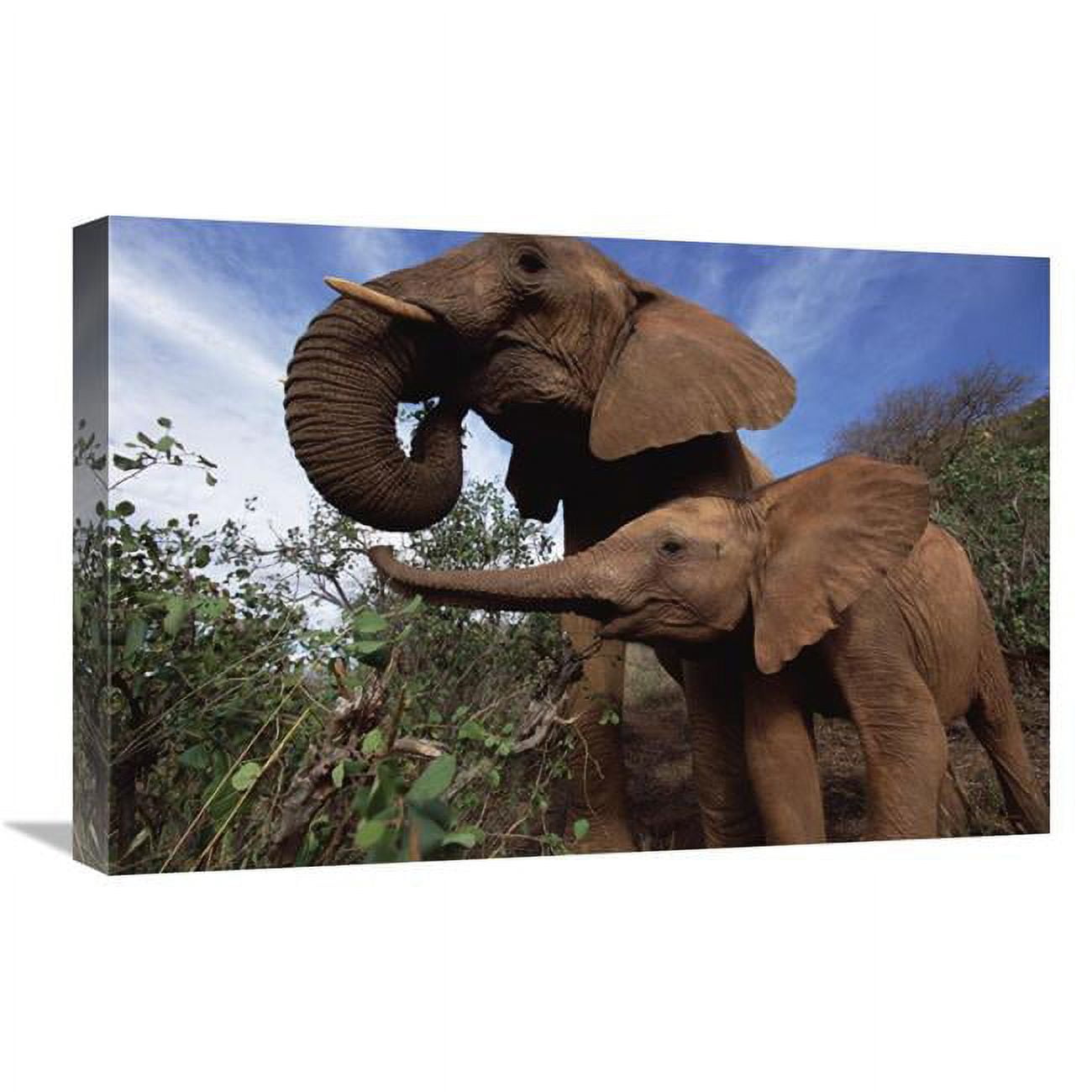 16 x 24 in. Orphan Baby Natumi Greets Malaika, Tsavo East National Park ...