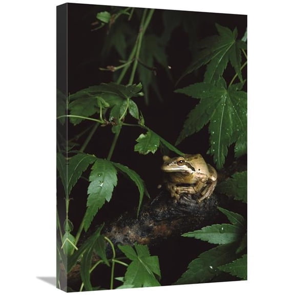 16 x 24 in. Pacific Tree Frog, Pacific Coast, North America Art Print - Gerry Ellis