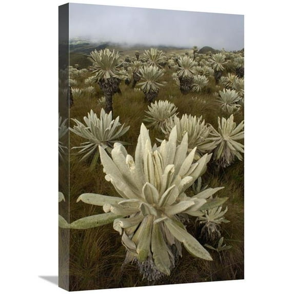 16 x 24 in. Paramo Flower, El Angel Reserve, Northeastern Ecuador Art Print - Pete Oxford