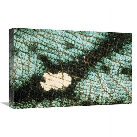 16 x 24 in. Parsons Chameleon Close Up of Skin, Native to Madagascar Art Print - Ingo Arndt
