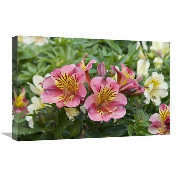 16 x 24 in. Peruvian Lily Princess Lilies Variety Flowers Art Print - Visionspictures