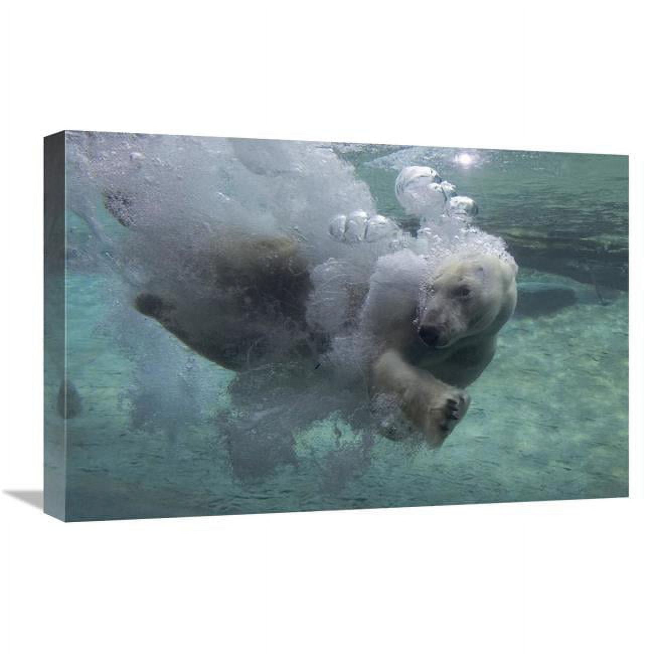 16 x 24 in. Polar Bear Swimming Underwater Art Print - San Diego Zoo ...