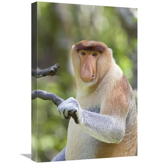 16 x 24 in. Proboscis Monkey Dominant Male, Sabah, Malaysia Art Print - Suzi Eszterhas