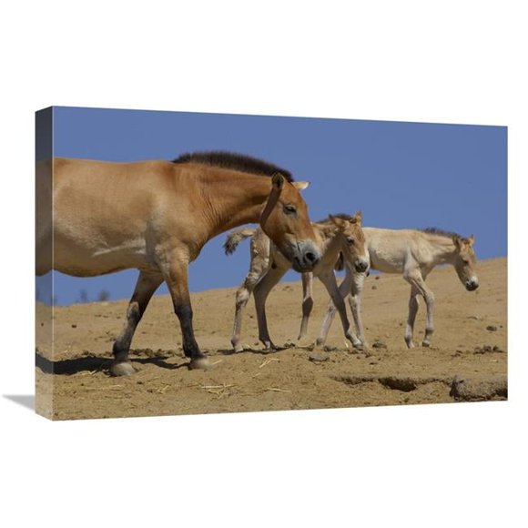 16 x 24 in. Przewalskis Horse Adult with Two Foals, Native to China Art Print - San Diego Zoo