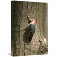 thumbnail image 1 of 16 x 24 in. Red-Bellied Woodpecker Male at Nest Cavity, Huron Meadows Metropark, Michigan Art Print - Steve Gettle, 1 of 1