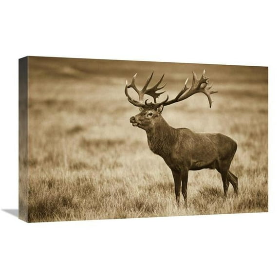 16 x 24 in. Red Deer Stag, Cogenhagen, Denmark Art Print - Willi Rolfes