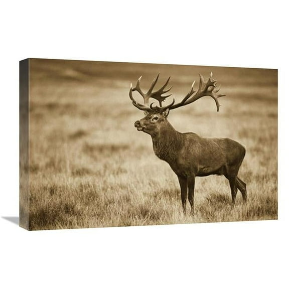 16 x 24 in. Red Deer Stag, Cogenhagen, Denmark Art Print - Willi Rolfes