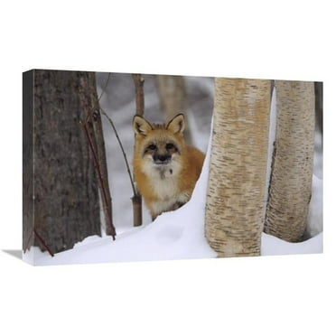 16 x 24 in. Red Fox Looking Out From Behind Trees in A Snowy Forest, Montana Art Print - Tim Fitzharris