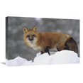 thumbnail image 1 of 16 x 24 in. Red Fox Standing at the Top of A Snow Bank, Montana Art Print - Tim Fitzharris, 1 of 1