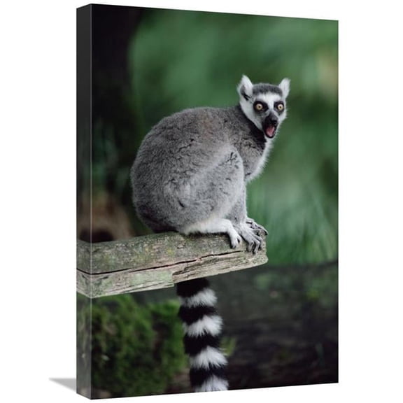 16 x 24 in. Ring-Tailed Lemur Calling, Woodland Park Zoo Art Print - Gerry Ellis
