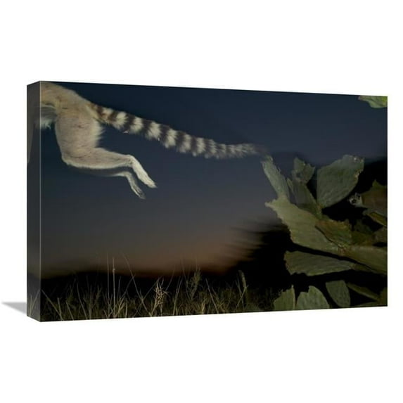 16 x 24 in. Ring-Tailed Lemur Leaping From A Cactus, Vulnerable, Berenty Private Reserve, Madagascar Art Print - Cyril Ruoso