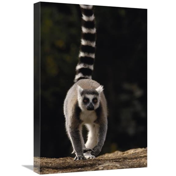 16 x 24 in. Ring-Tailed Lemur, Near Andringitra Mountains Madagascar Art Print - Pete Oxford