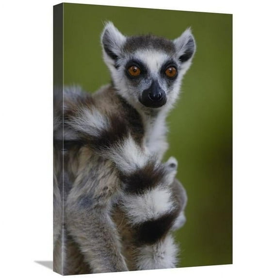 16 x 24 in. Ring-Tailed Lemur Portrait, Berenty Reserve, Madagascar Art Print - Pete Oxford