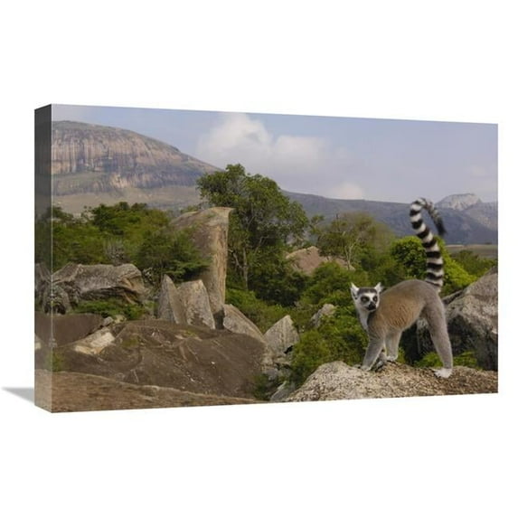 16 x 24 in. Ring-Tailed Lemur Portrait on Rocks Overlooking the Andringitra Mountains, Vulnerable, South Central Madagascar Art Print - Pete Oxford