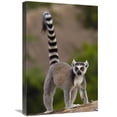 thumbnail image 1 of 16 x 24 in. Ring-Tailed Lemur Portrait on Rocks in the Andringitra Mountains, Vulnerable, South Central Madagascar Art Print - Pete Oxford, 1 of 1