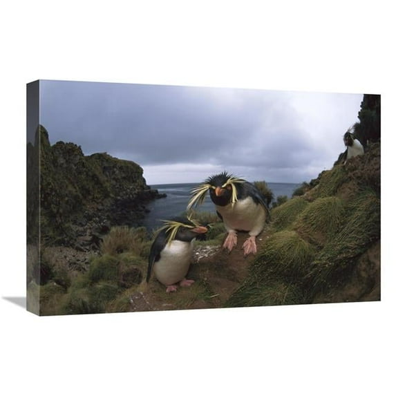 16 x 24 in. Rockhopper Penguin Pair, Gough Island, South Atlantic Art Print - Tui De Roy