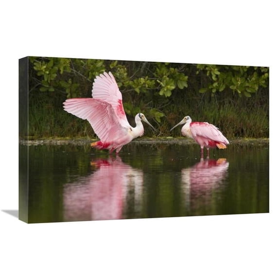 16 x 24 in. Roseate Spoonbill Pair Courting, Merritt Island National Wildlife Refuge, Florida Art Print - Steve Gettle