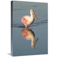 thumbnail image 1 of 16 x 24 in. Roseate Spoonbill Wading, Fort Myers Beach, Florida Art Print - Steve Gettle, 1 of 1