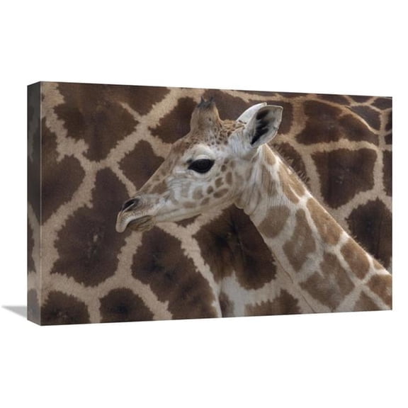 16 x 24 in. Rothschild Giraffe Calf, Native to Africa Art Print - San Diego Zoo