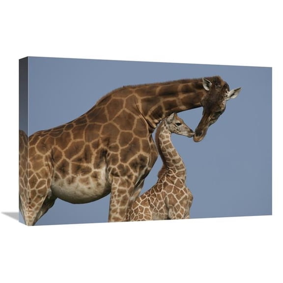 16 x 24 in. Rothschild Giraffe Mother & Calf Nuzzling, Native to Africa Art Print - San Diego Zoo