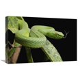 thumbnail image 1 of 16 x 24 in. Sabah Bamboo Pitviper, Sarawak, Borneo, Malaysia Art Print - Chien Lee, 1 of 1