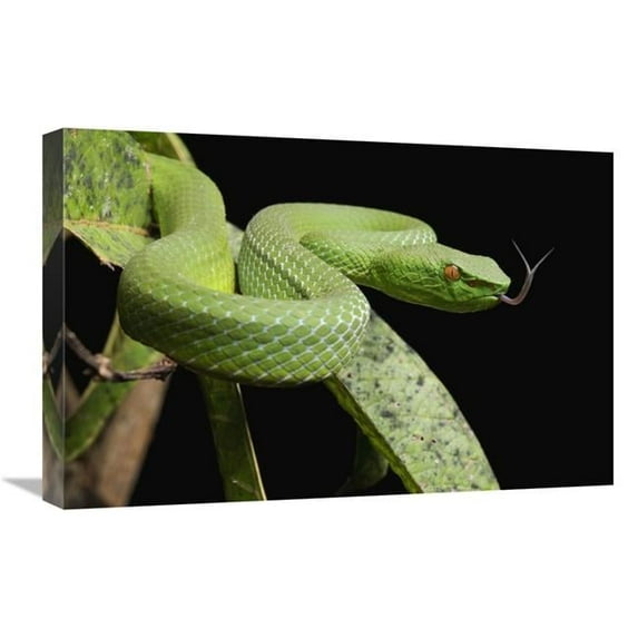 16 x 24 in. Sabah Bamboo Pitviper, Sarawak, Borneo, Malaysia Art Print - Chien Lee