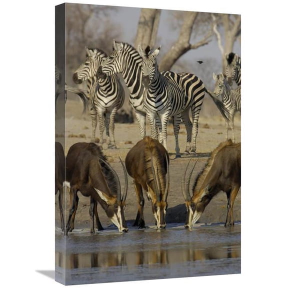 16 x 24 in. Sable Antelope At Waterhole, Burchells Zebra Herd in the Background, Africa Art Print - Pete Oxford