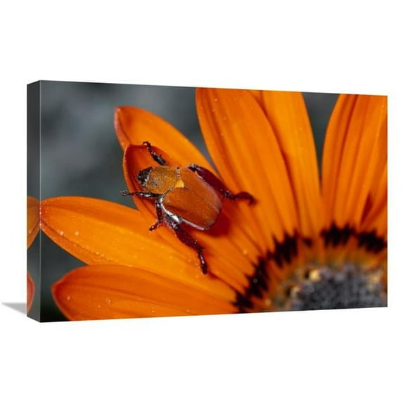 16 x 24 in. Scarab Beetle on A Guzmania Flower, Damaraland, Namibia Art Print - Michael & Patricia Fogden