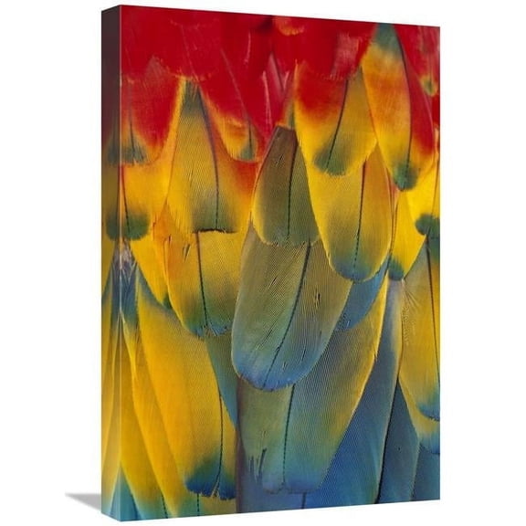 16 x 24 in. Scarlet Macaw Close-Up of Colorful Feathers Art Print - Michael Durham